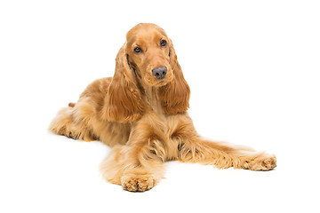 Image showing Beautiful English Cocker Spaniel