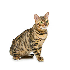 Image showing Beautiful bengal cat