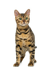 Image showing Beautiful bengal cat