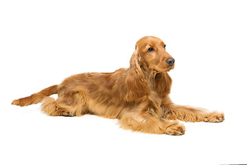 Image showing Beautiful English Cocker Spaniel