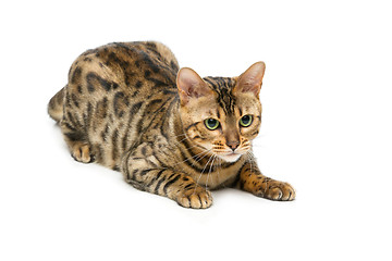 Image showing Beautiful bengal cat