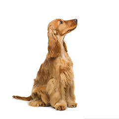 Image showing Beautiful English Cocker Spaniel