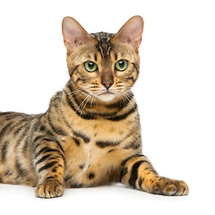 Image showing Beautiful bengal cat