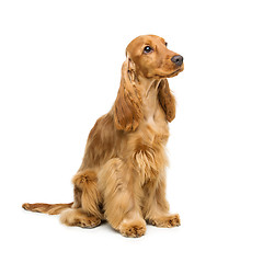 Image showing Beautiful English Cocker Spaniel