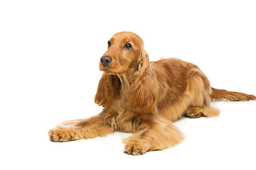 Image showing Beautiful English Cocker Spaniel