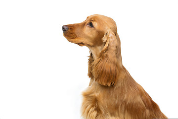 Image showing Beautiful young cocker spaniel