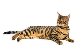 Image showing Beautiful bengal cat