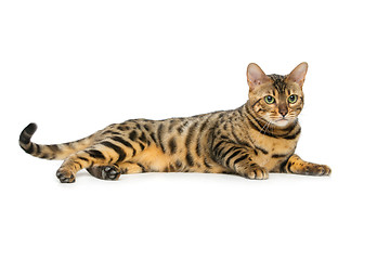 Image showing Beautiful bengal cat