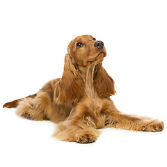 Image showing Beautiful English Cocker Spaniel