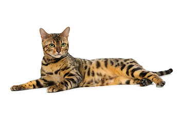 Image showing Beautiful bengal cat