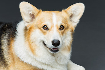 Image showing Beautiful welsh corgi dog