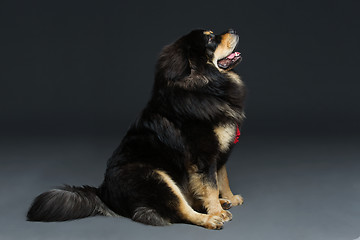 Image showing Beautiful big Tibetan mastiff dog