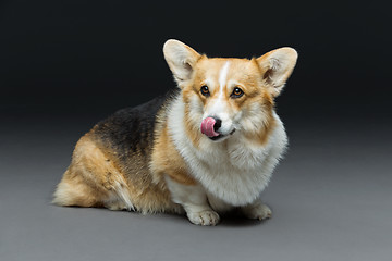 Image showing Beautiful welsh corgi dog