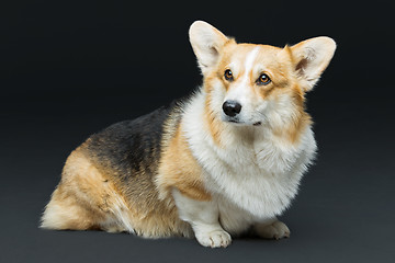 Image showing Beautiful welsh corgi dog