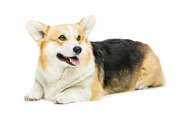 Image showing Beautiful welsh corgi dog