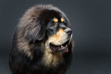 Image showing Beautiful big Tibetan mastiff dog