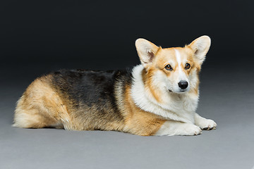 Image showing Beautiful welsh corgi dog