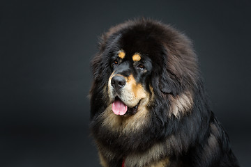 Image showing Beautiful big Tibetan mastiff dog