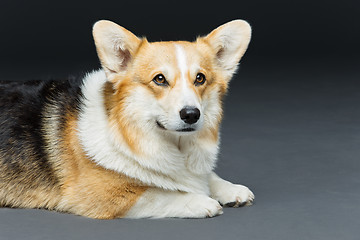 Image showing Beautiful welsh corgi dog