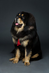 Image showing Beautiful big Tibetan mastiff dog