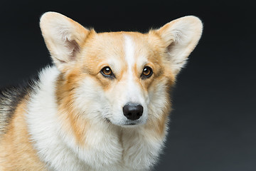 Image showing Beautiful welsh corgi dog