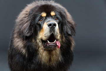 Image showing Beautiful big Tibetan mastiff dog