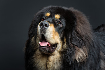 Image showing Beautiful big Tibetan mastiff dog