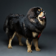 Image showing Beautiful big Tibetan mastiff dog