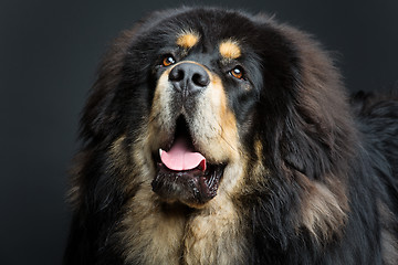 Image showing Beautiful big Tibetan mastiff dog