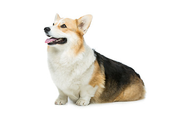 Image showing Beautiful welsh corgi dog