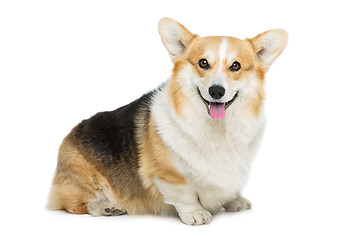 Image showing Beautiful welsh corgi dog