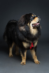 Image showing Beautiful big Tibetan mastiff dog