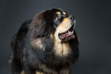 Image showing Beautiful big Tibetan mastiff dog