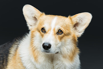 Image showing Beautiful welsh corgi dog