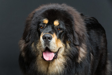 Image showing Beautiful big Tibetan mastiff dog