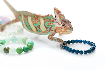 Image showing Beautiful chameleon with natural stone bracelets