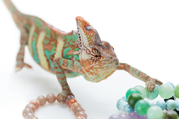 Image showing Beautiful chameleon with natural stone bracelets