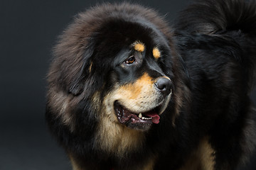 Image showing Beautiful big Tibetan mastiff dog