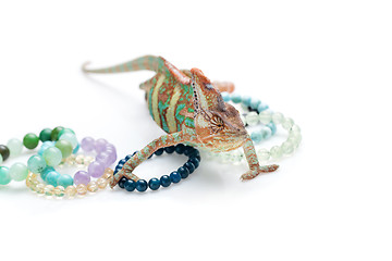 Image showing Beautiful chameleon with natural stone bracelets