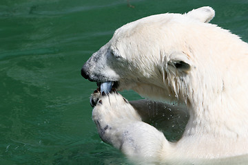 Image showing Polarbear