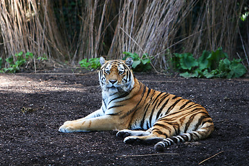Image showing Panthera tigris