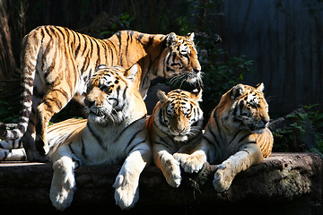 Image showing Tiger family