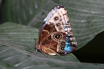 Image showing colorful Butterfly