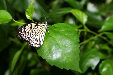 Image showing Butterfly