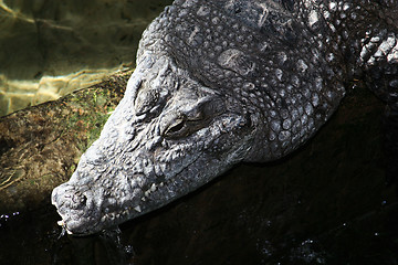 Image showing crocodile