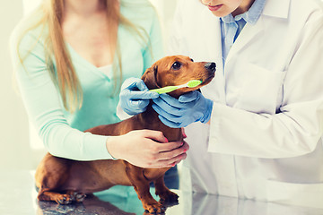 Image showing close up of veterinarian brushing dog teeth