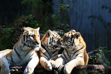 Image showing tiger trio