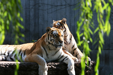 Image showing Big cats