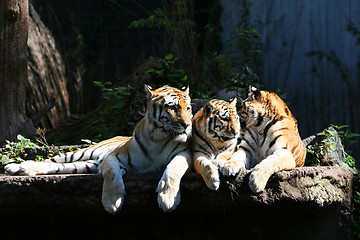 Image showing tigers