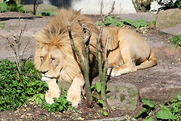 Image showing lazy lion